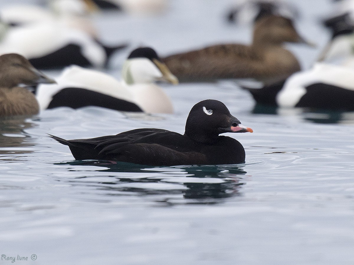 White-winged Scoter - ML57973121