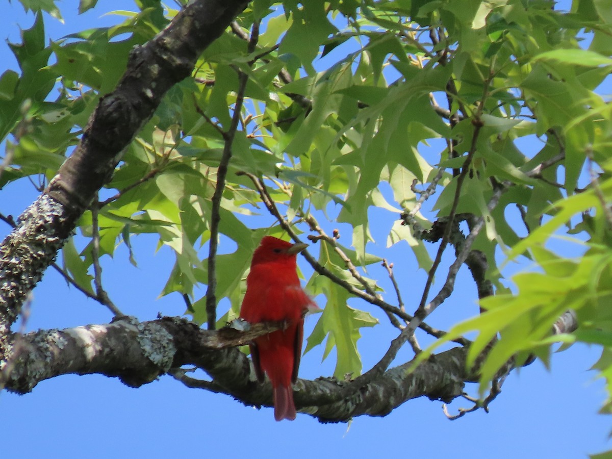 Summer Tanager - ML579731231