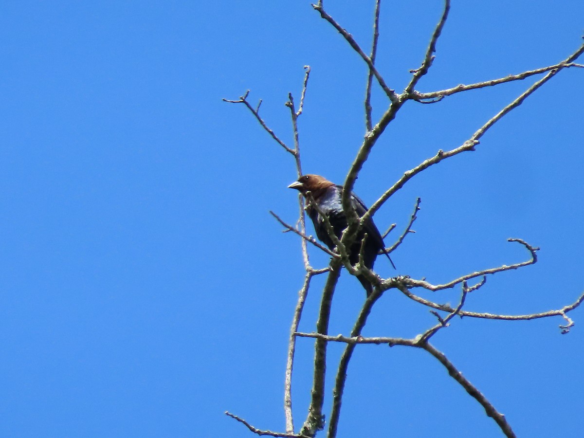 Brown-headed Cowbird - ML579731441