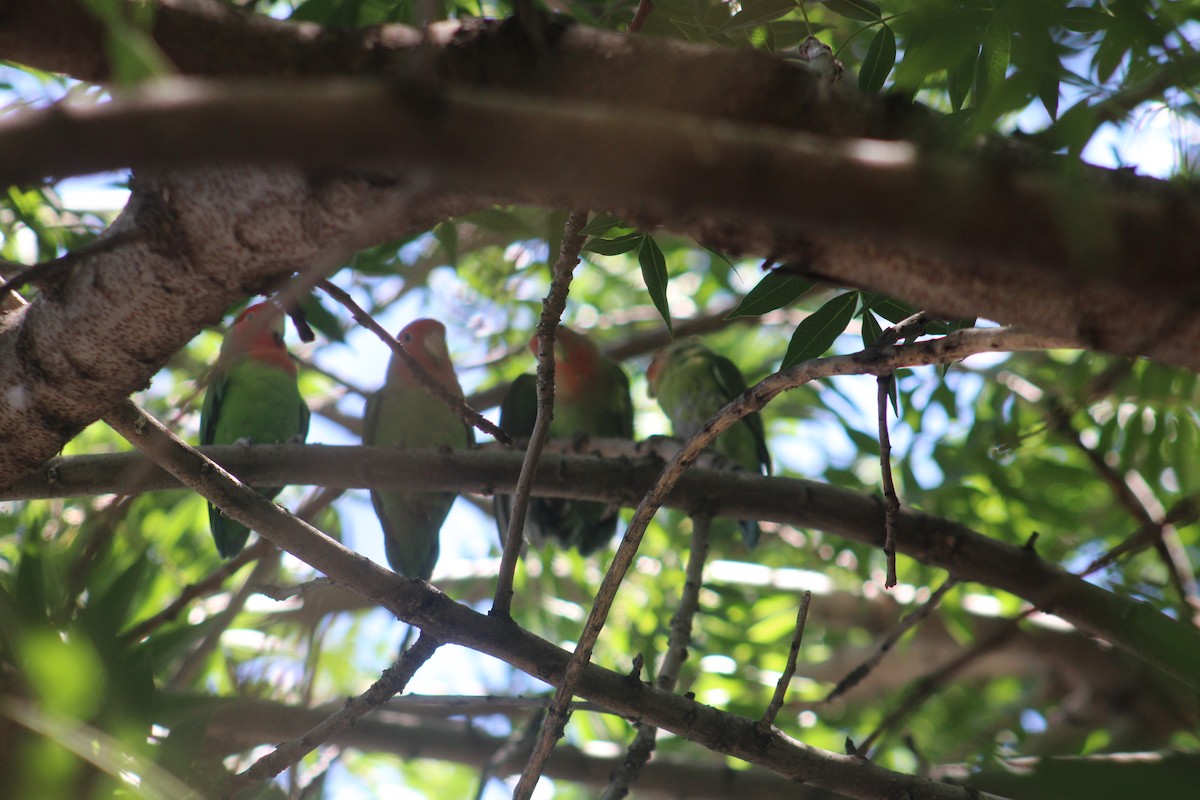 Rosy-faced Lovebird - Rene',Andy and Bill McGill