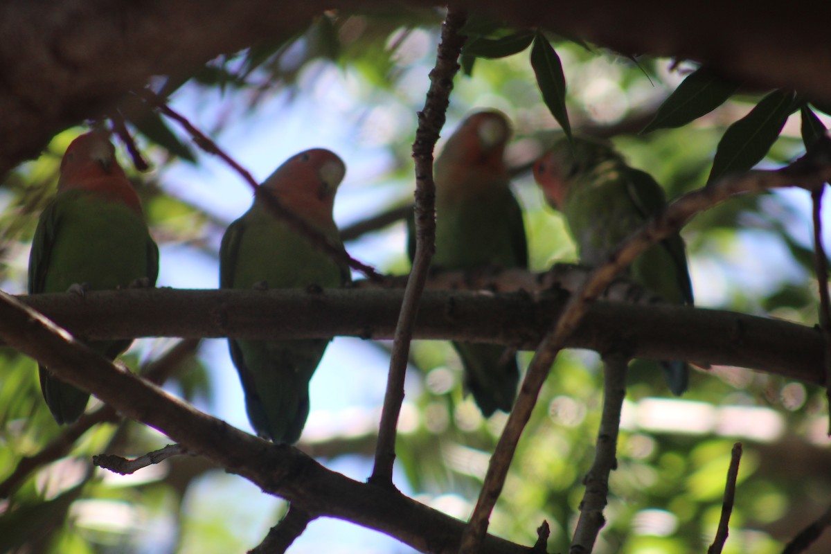 Rosy-faced Lovebird - Rene',Andy and Bill McGill