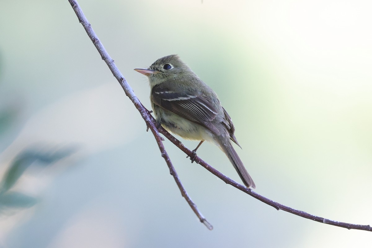 Western Flycatcher (Pacific-slope) - ML579732771