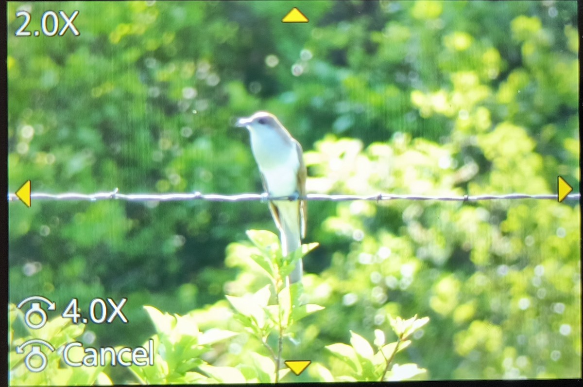 Black-billed Cuckoo - ML579733001