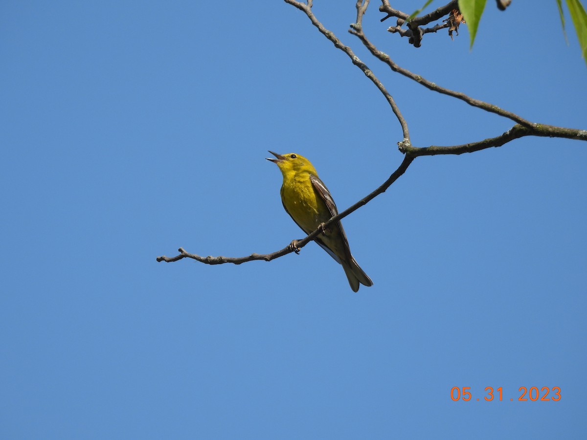 Pine Warbler - Tracee Starner