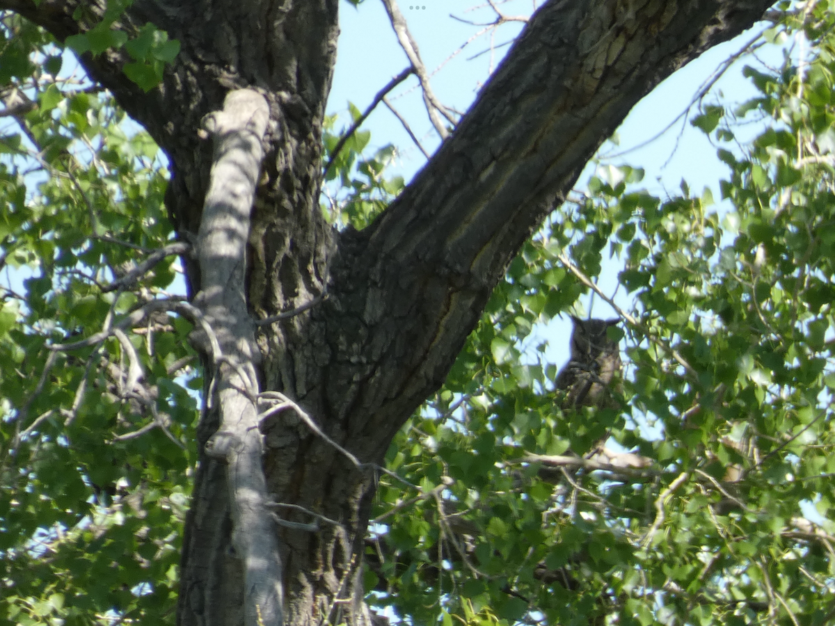 Great Horned Owl - ML579736031