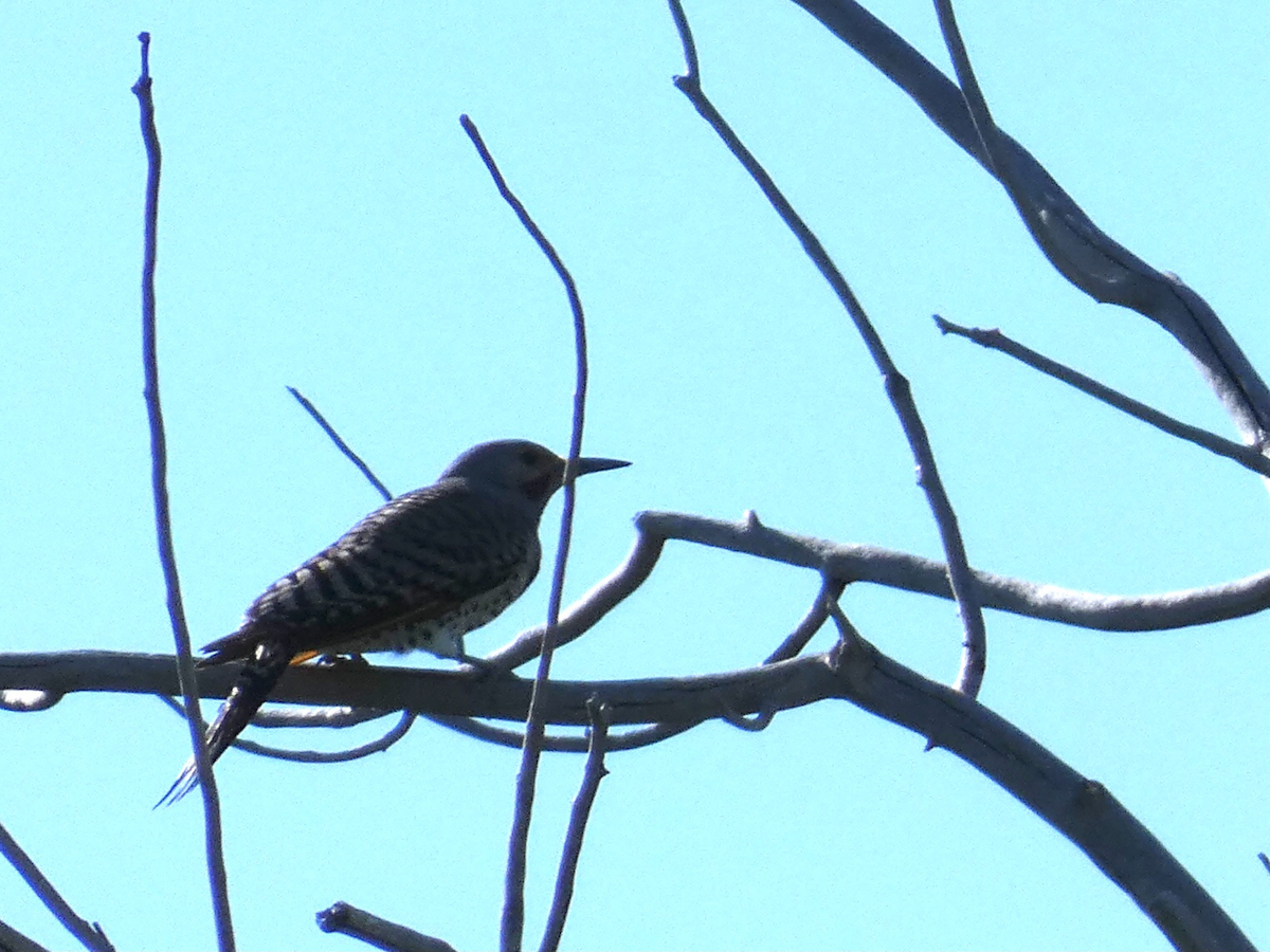 Northern Flicker - ML579736051