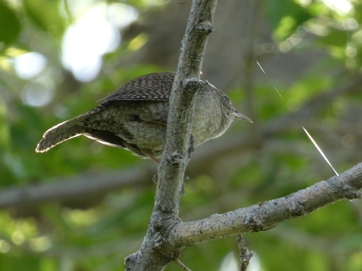 House Wren - ML579736491