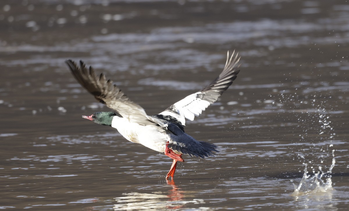 Common Merganser (North American) - ML579737011