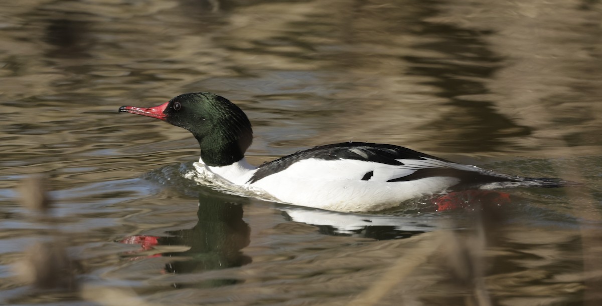 Common Merganser (North American) - ML579737021
