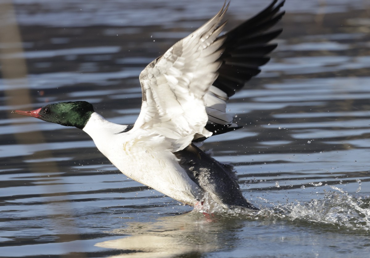 Common Merganser (North American) - ML579737031