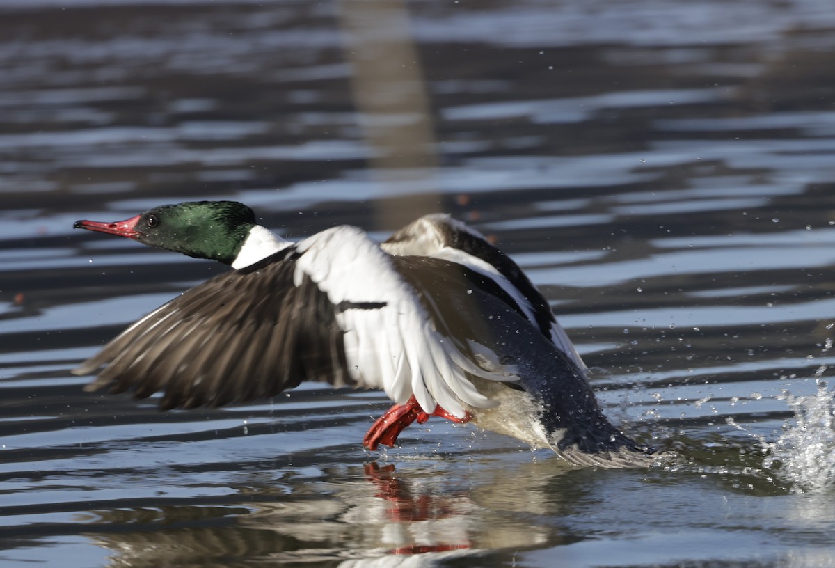 Common Merganser (North American) - ML579737041