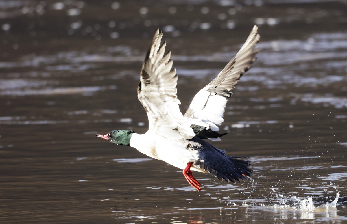 Common Merganser (North American) - ML579737051