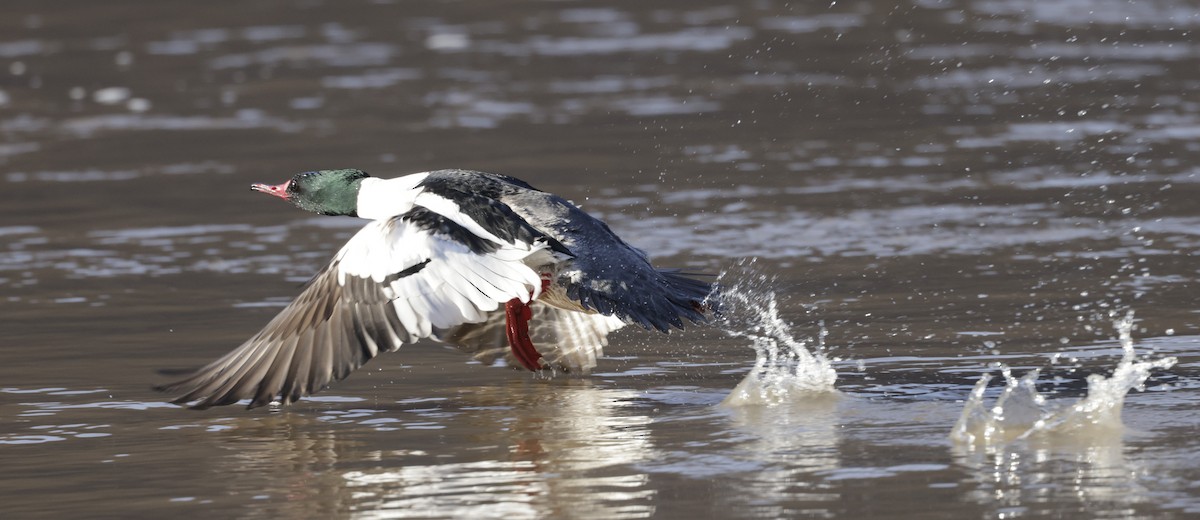 Common Merganser (North American) - ML579737061