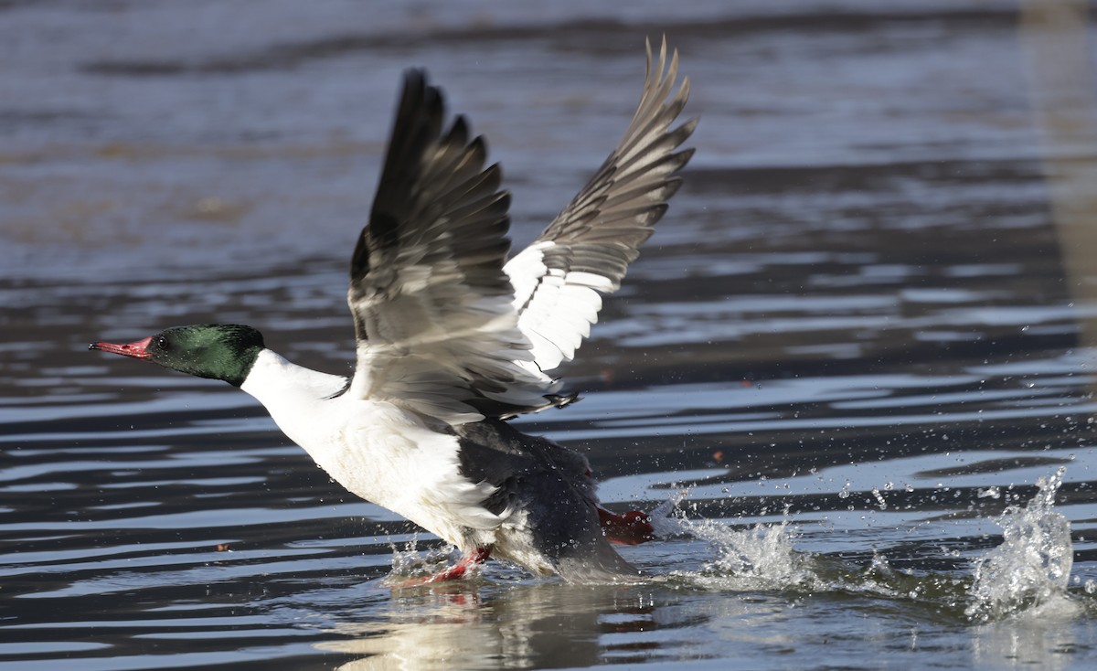 Common Merganser (North American) - ML579737071