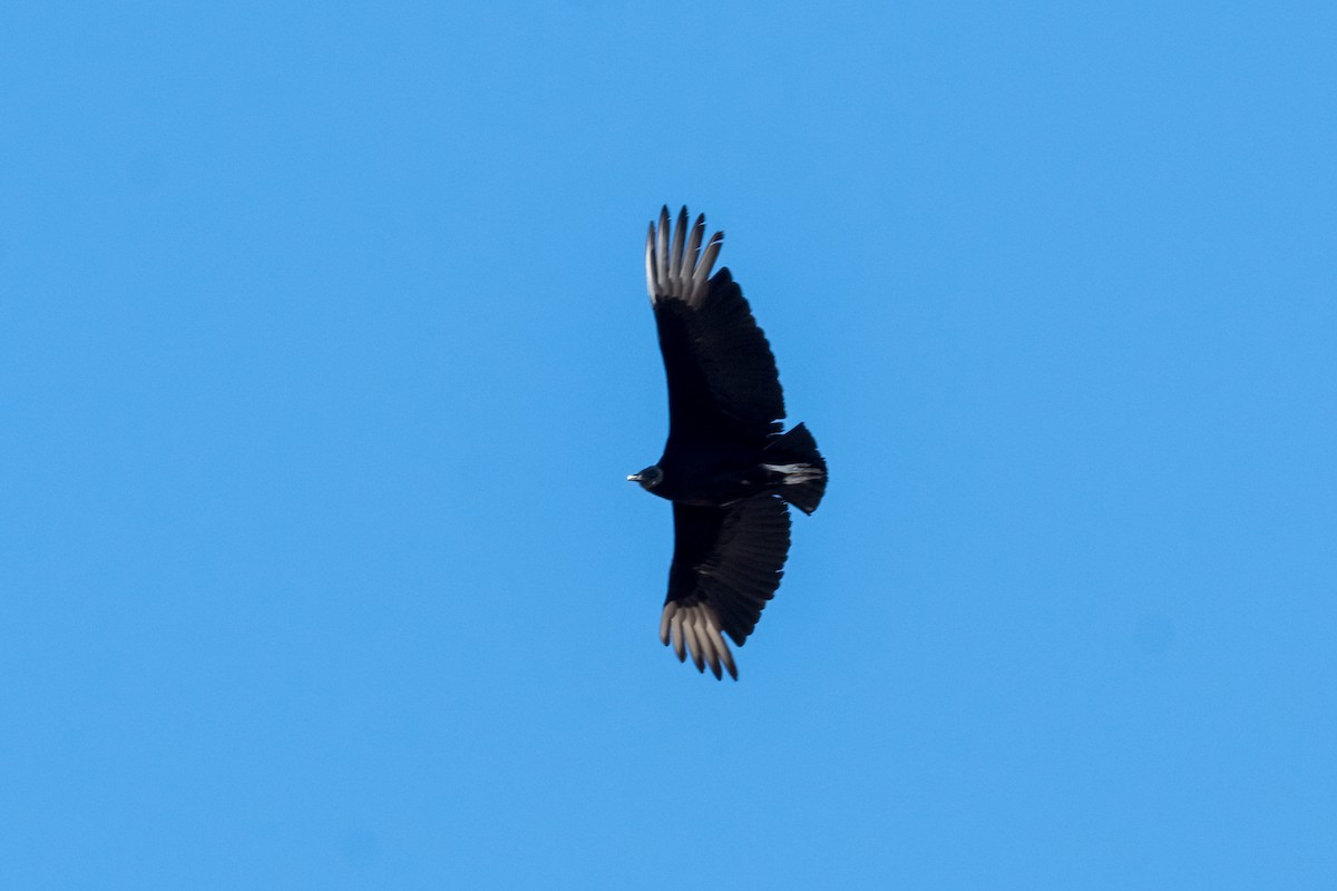 Black Vulture - ML579737121