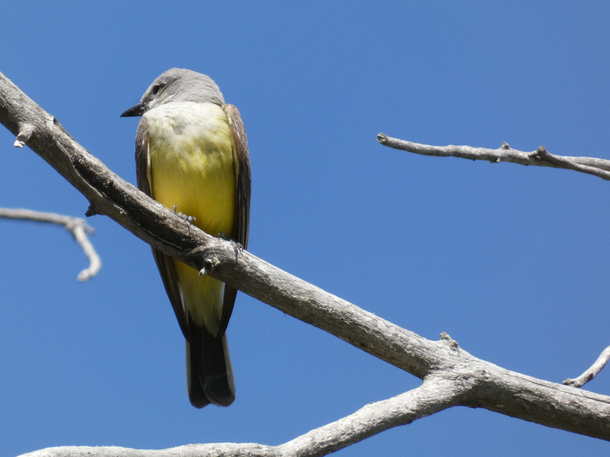 Western Kingbird - ML579737211