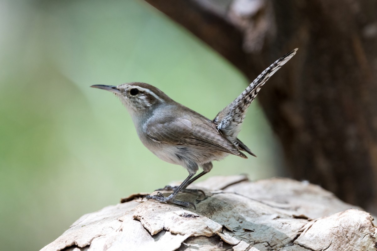 Bewick's Wren - ML579737491