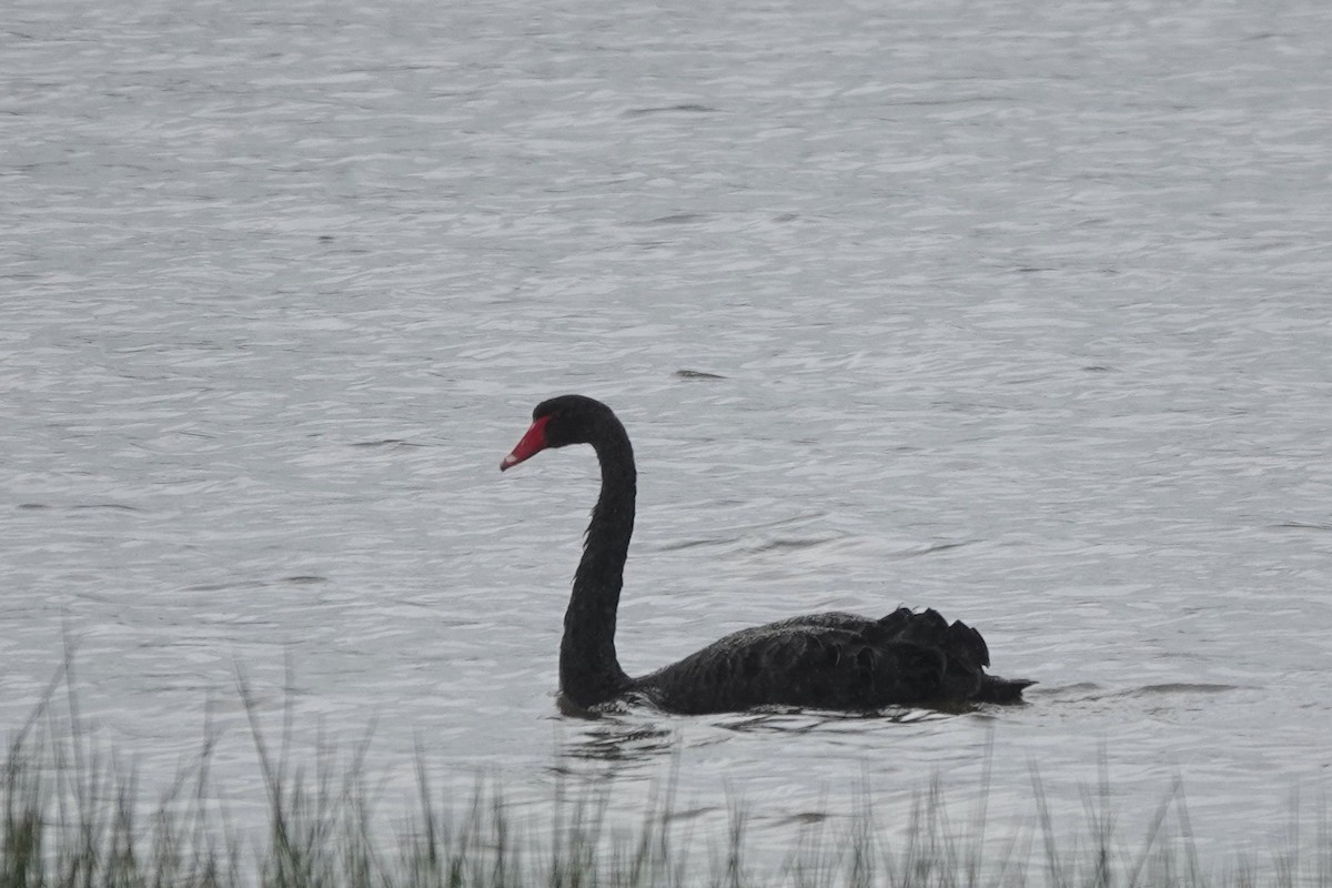 Black Swan - ML579739151
