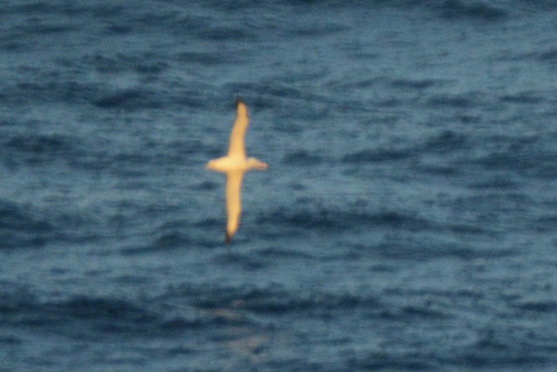 large albatross sp. - ML579740411