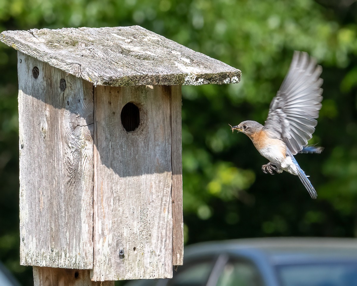 Eastern Bluebird - ML579741281