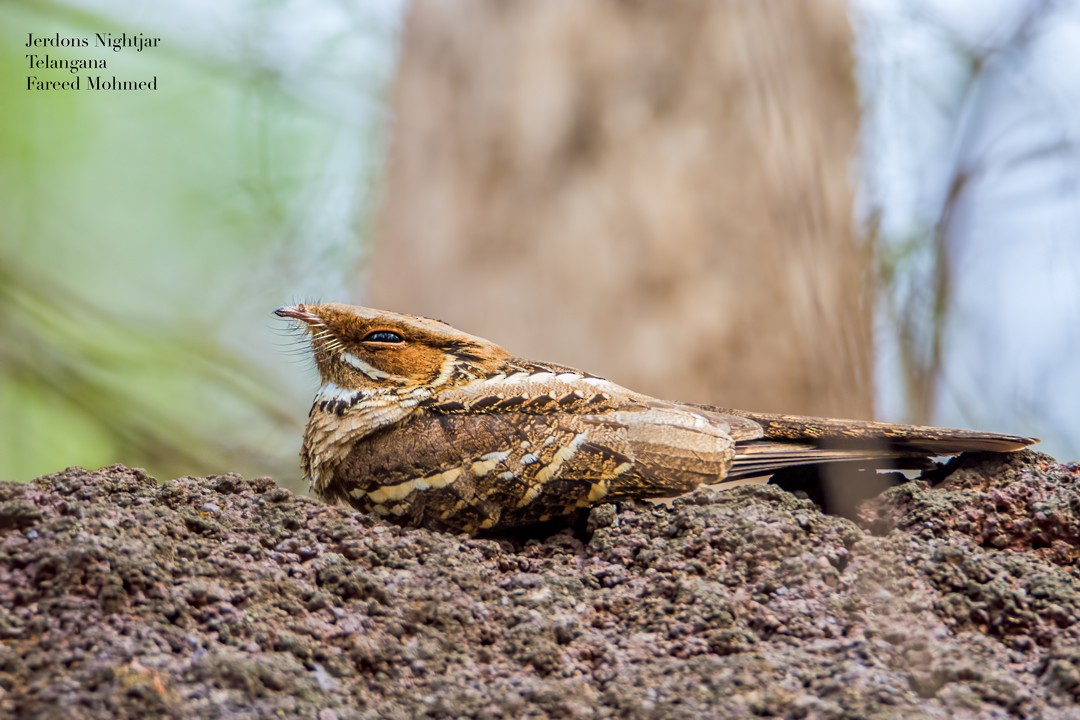 Jerdon's Nightjar - Fareed Mohmed