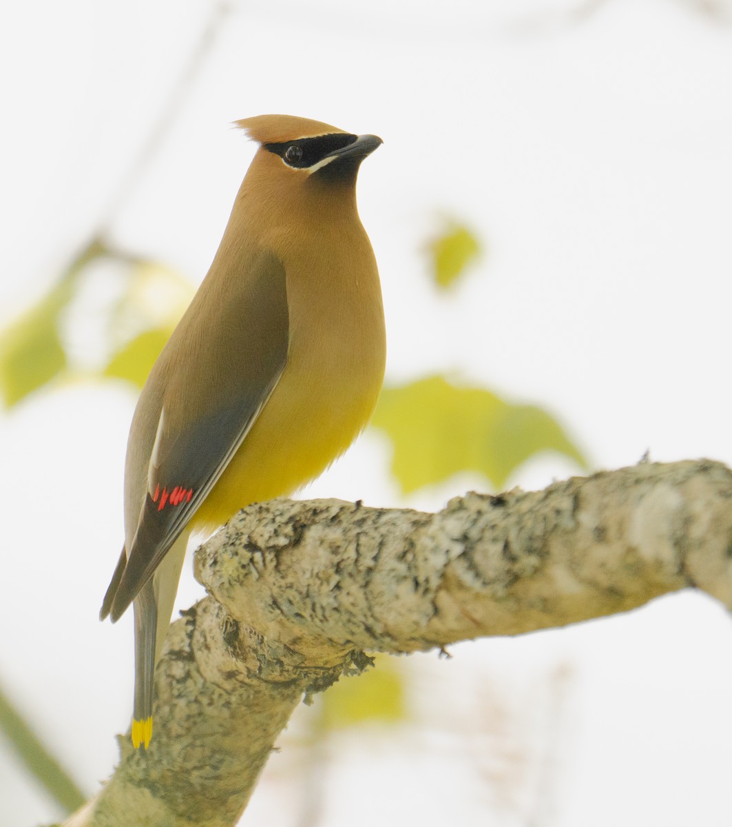 Cedar Waxwing - ML579742141