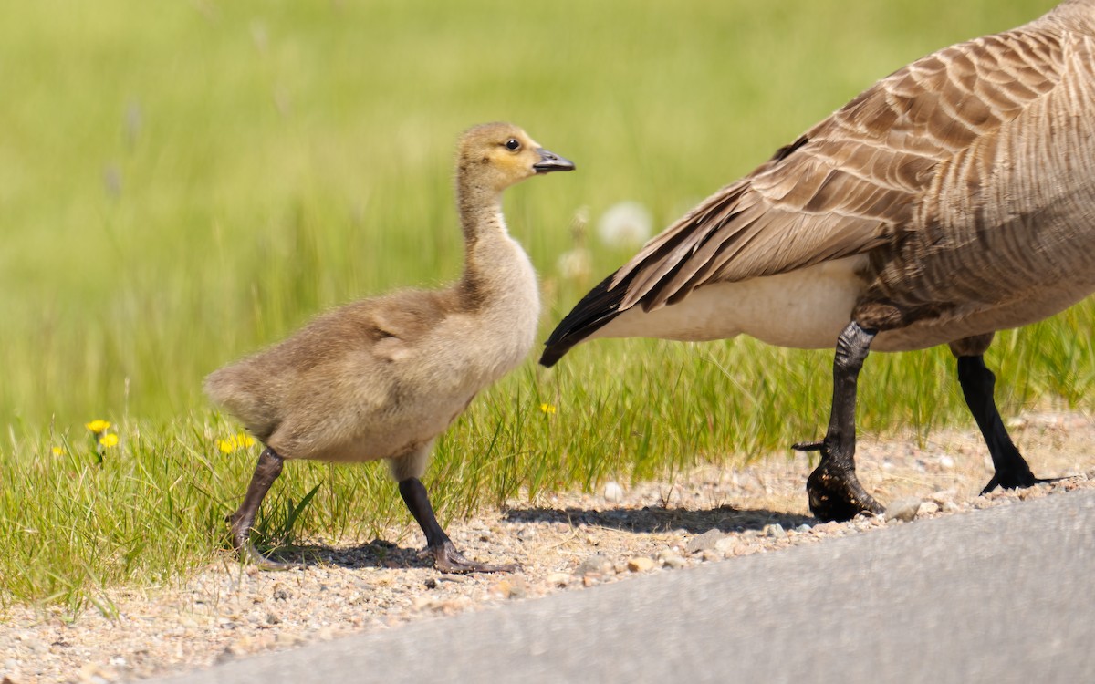 Canada Goose - ML579742351