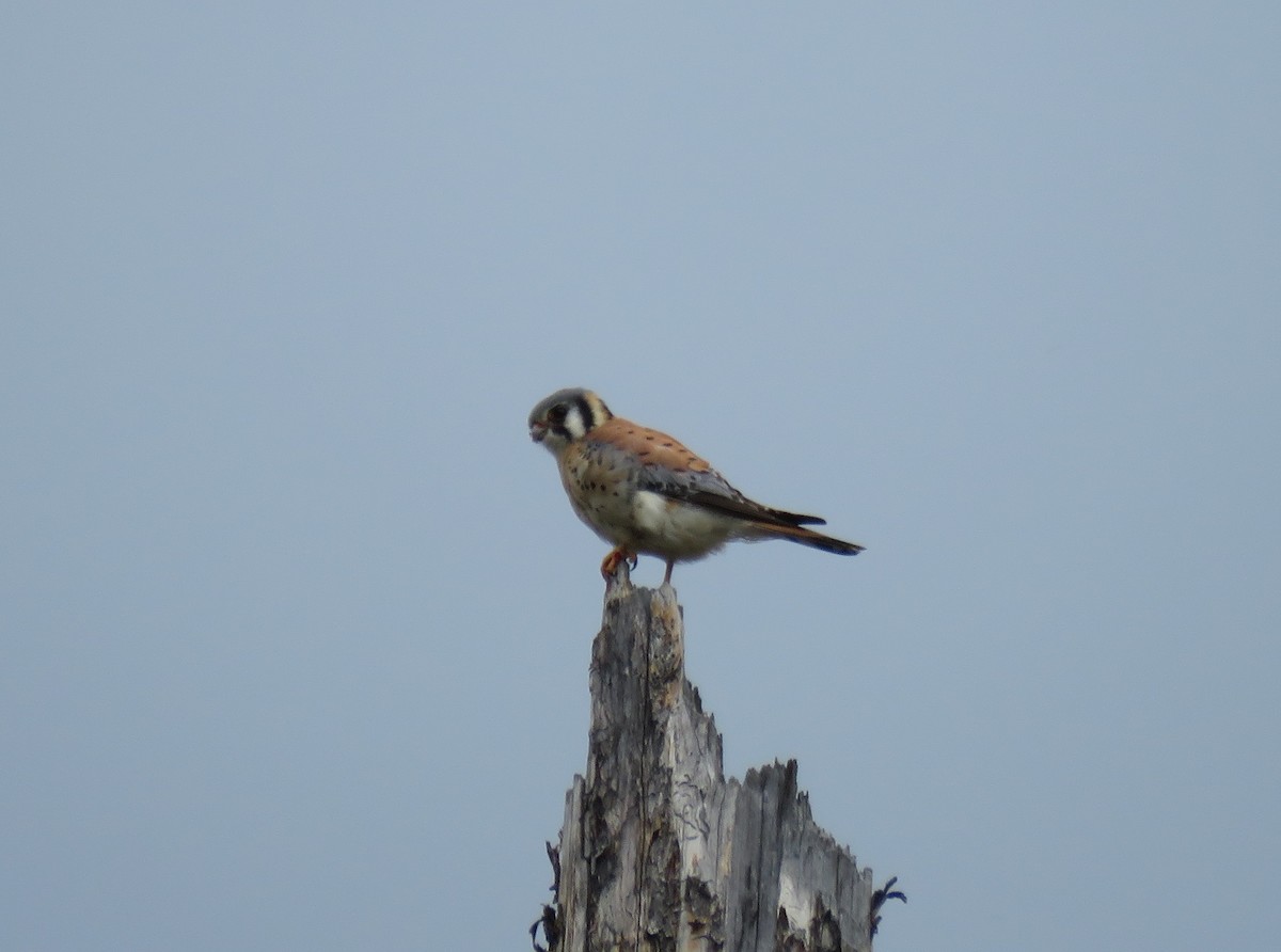 American Kestrel - ML57974571