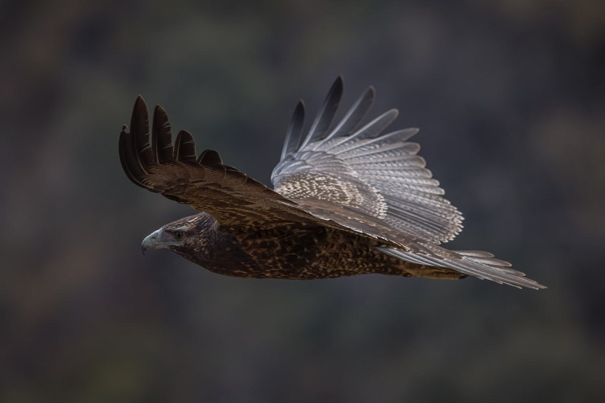 Black-chested Buzzard-Eagle - ML579746341