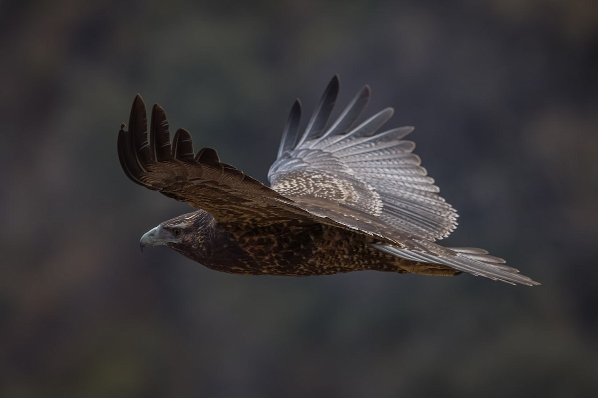 Black-chested Buzzard-Eagle - ML579746341