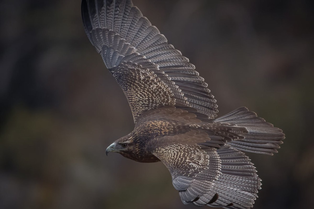 Black-chested Buzzard-Eagle - ML579746351