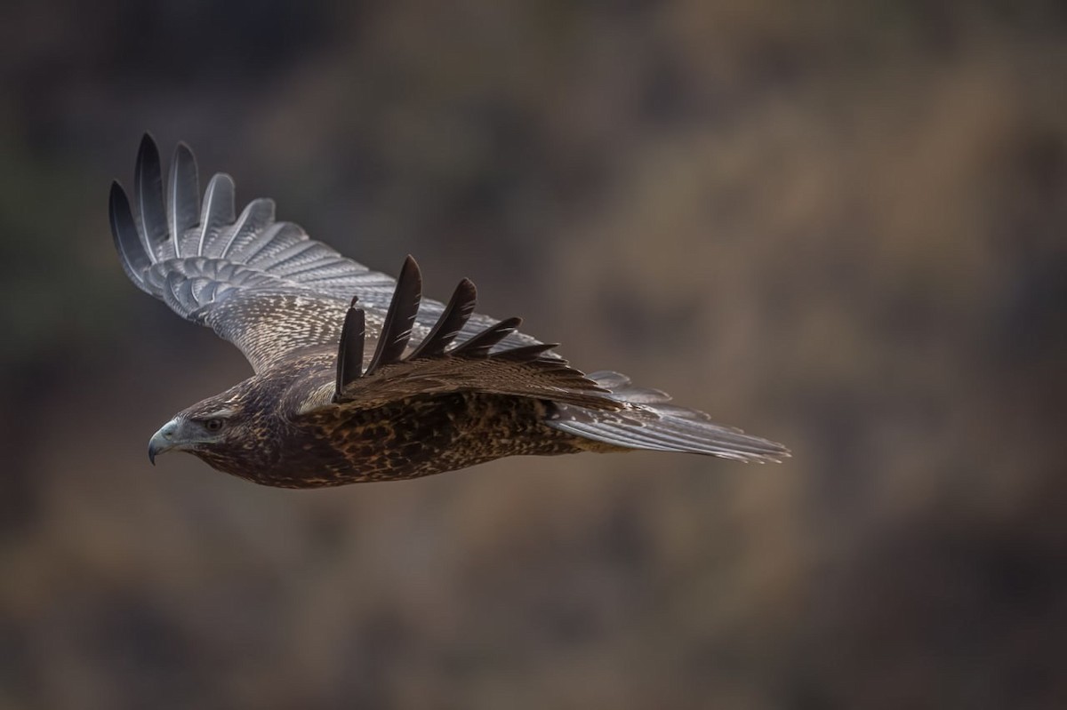 Black-chested Buzzard-Eagle - ML579746361