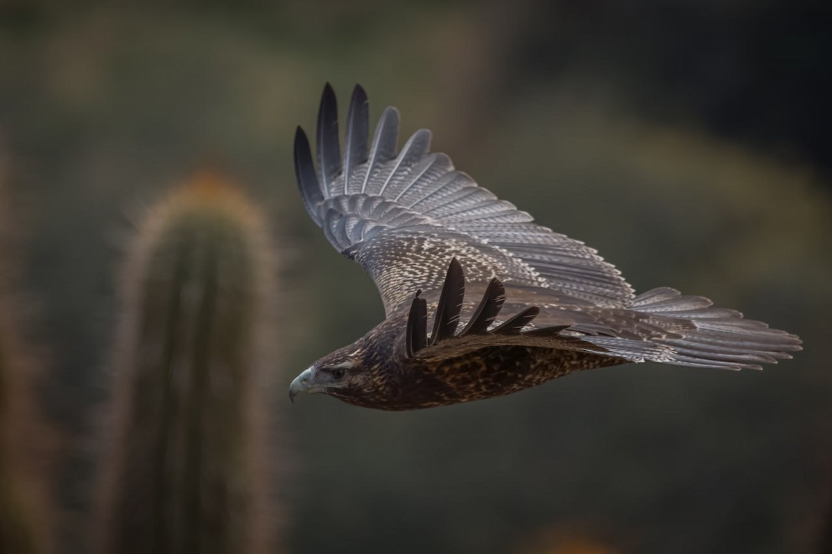 Black-chested Buzzard-Eagle - ML579746371