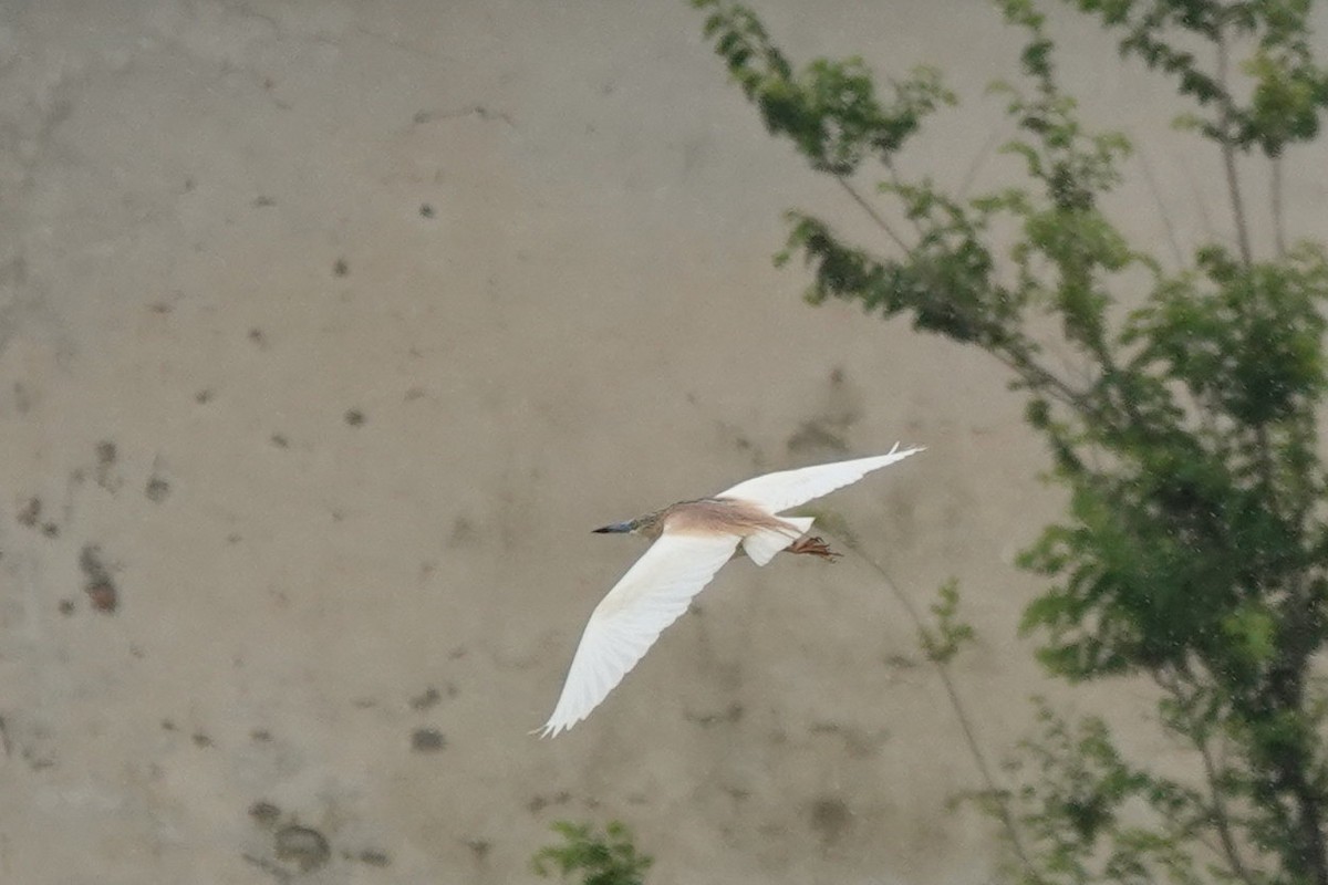 Squacco Heron - ML579746621