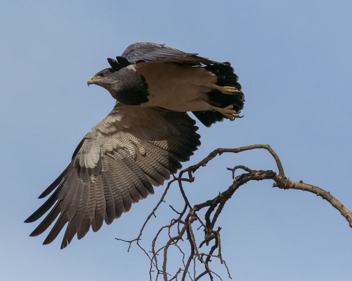 Black-chested Buzzard-Eagle - ML579746791