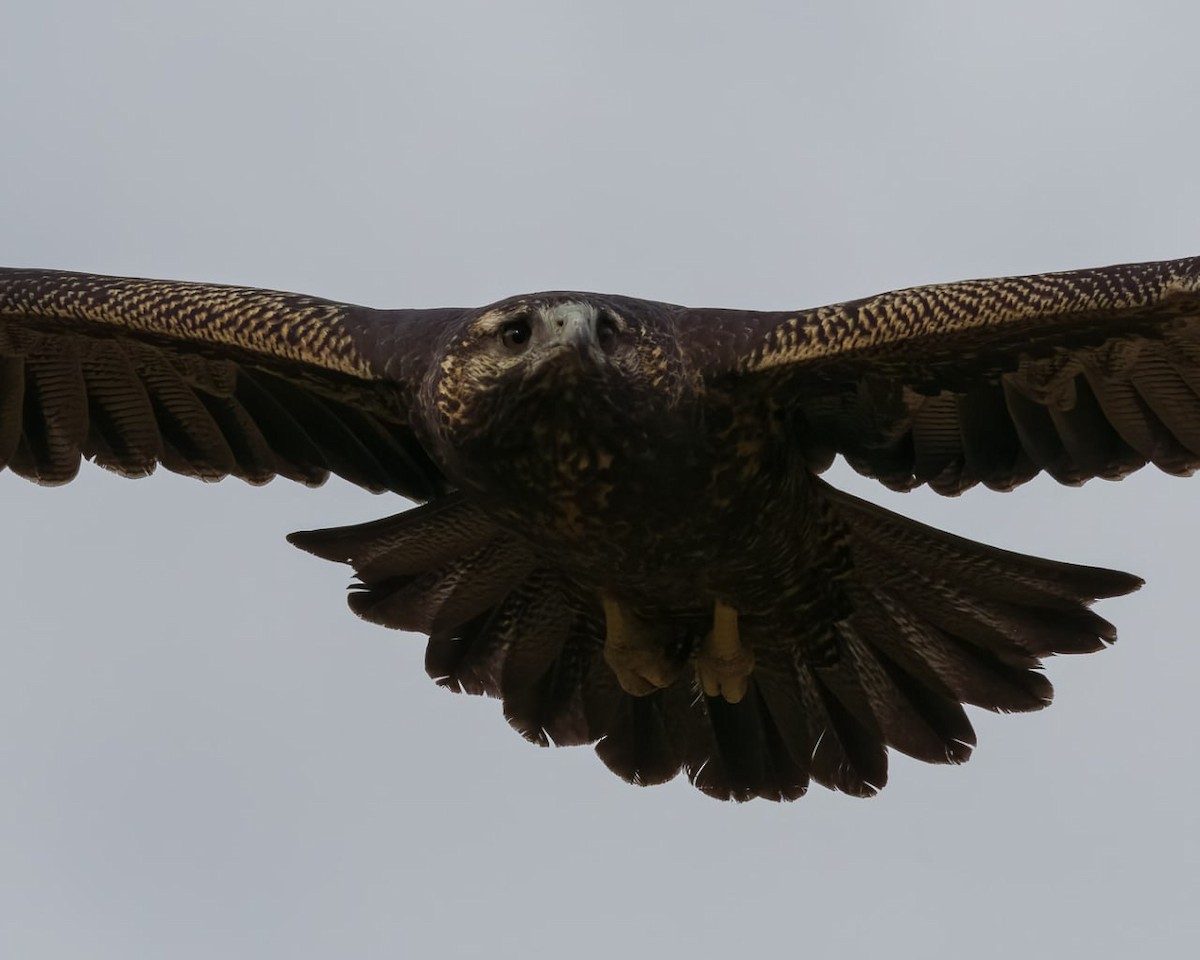 Black-chested Buzzard-Eagle - ML579746801