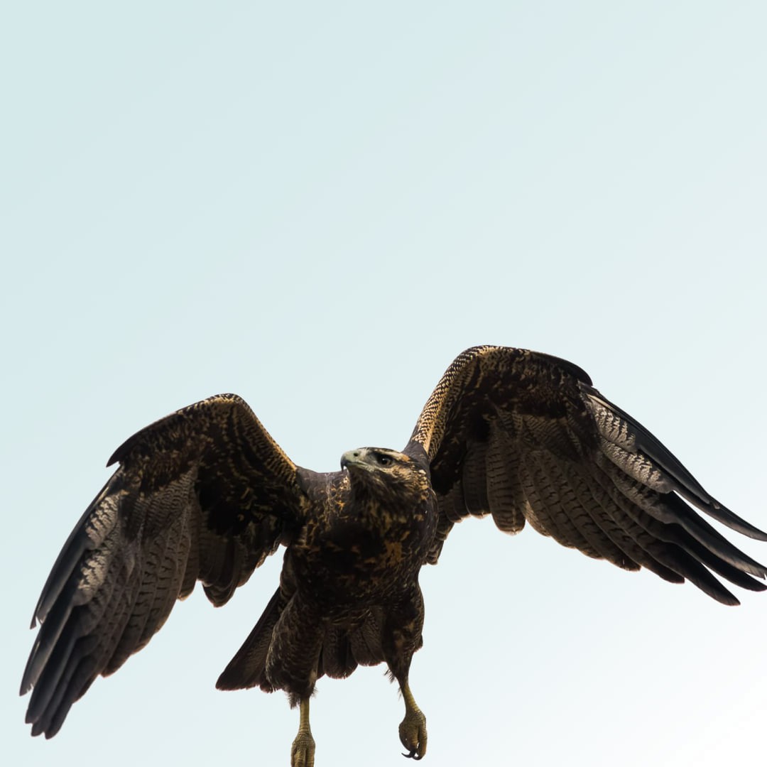 Black-chested Buzzard-Eagle - ML579746811