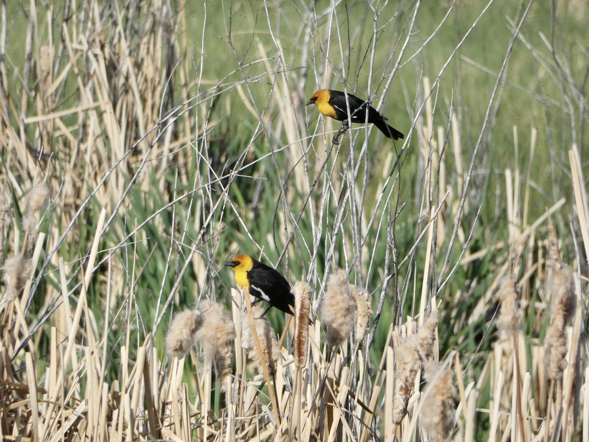 Yellow-headed Blackbird - ML579747641