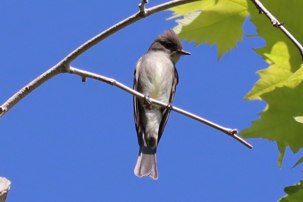 Western Wood-Pewee - ML579747981