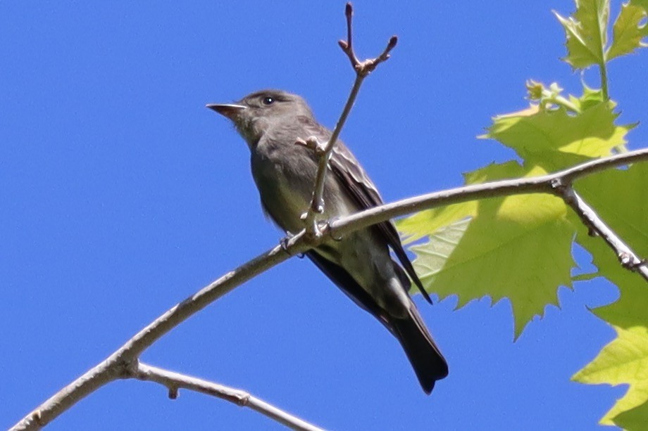 Western Wood-Pewee - Cindy Ann Bowers