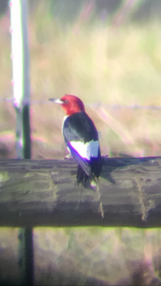 Red-headed Woodpecker - ML57974801