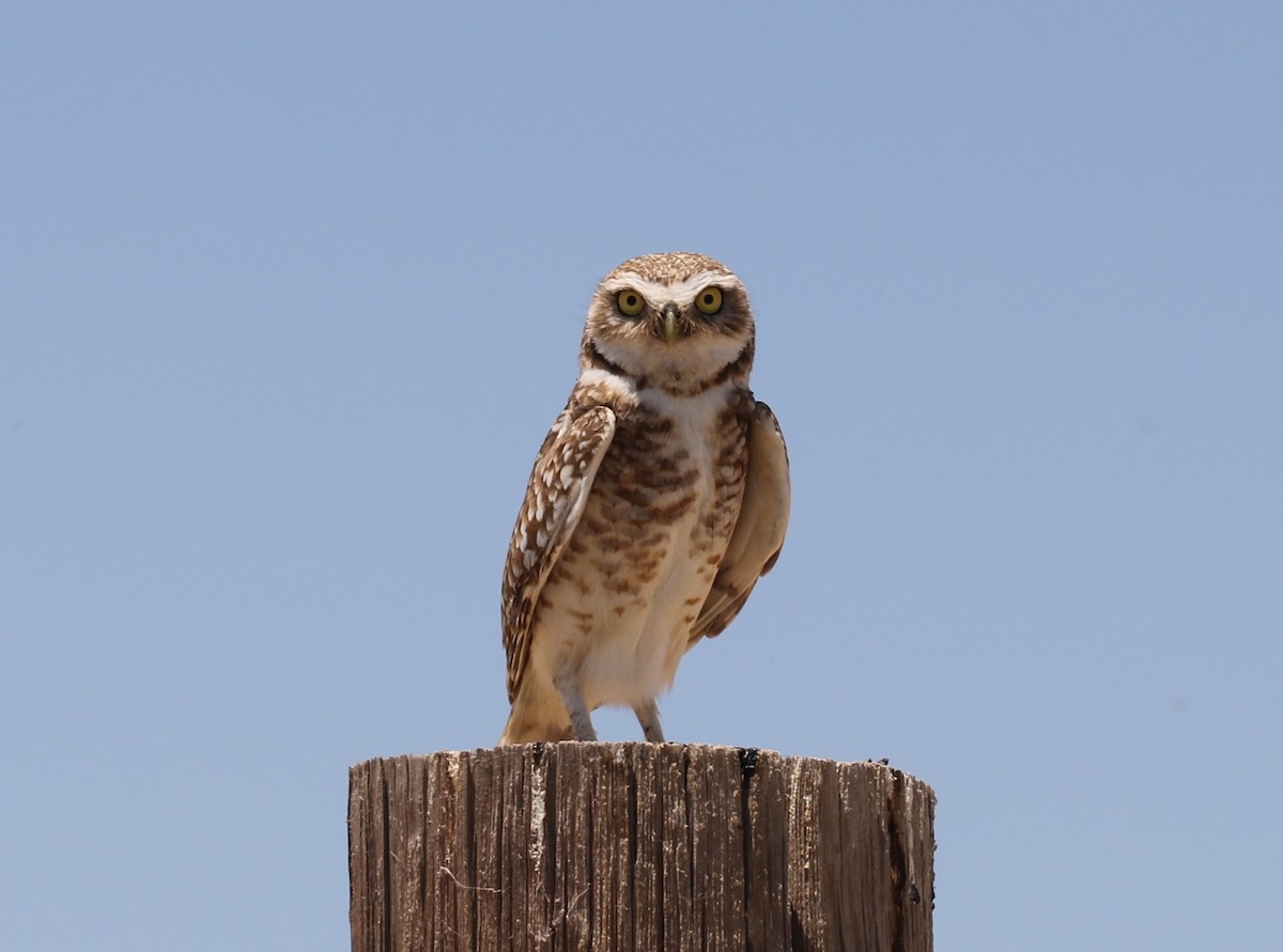 Burrowing Owl - ML579748231