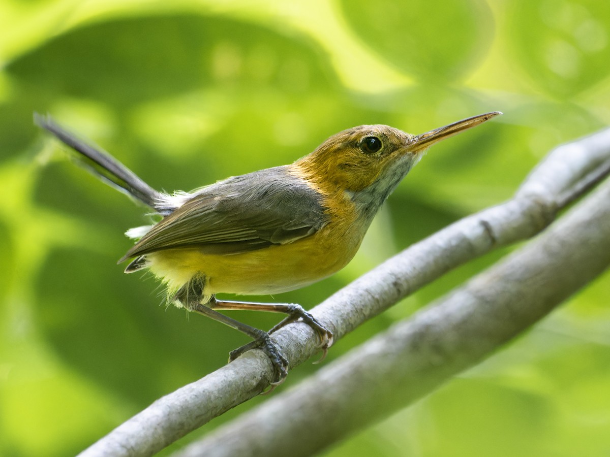 Long-billed Gnatwren - ML579749561