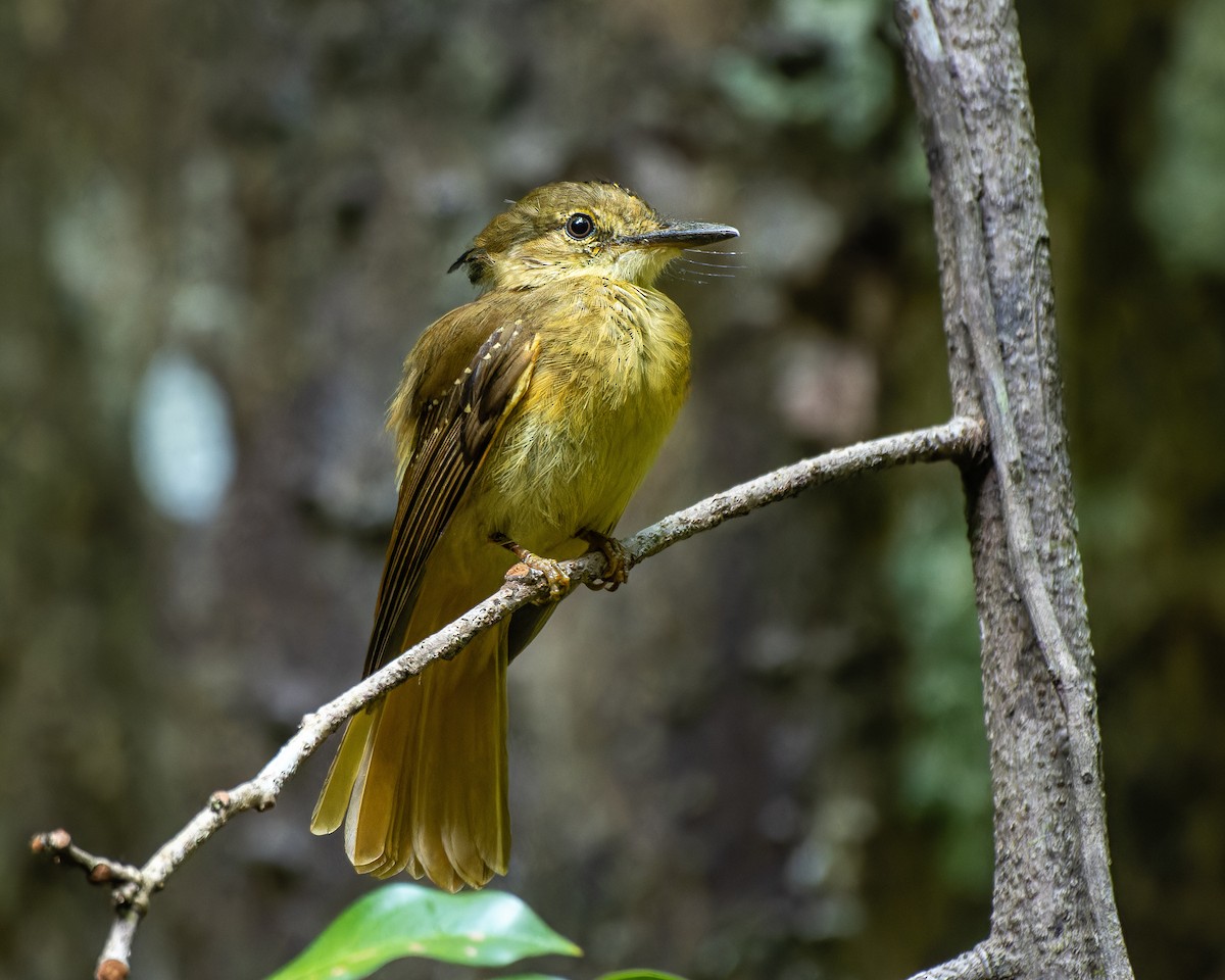 Tropical Royal Flycatcher - ML579750041