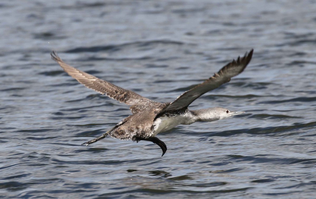 Red-throated Loon - ML57975101