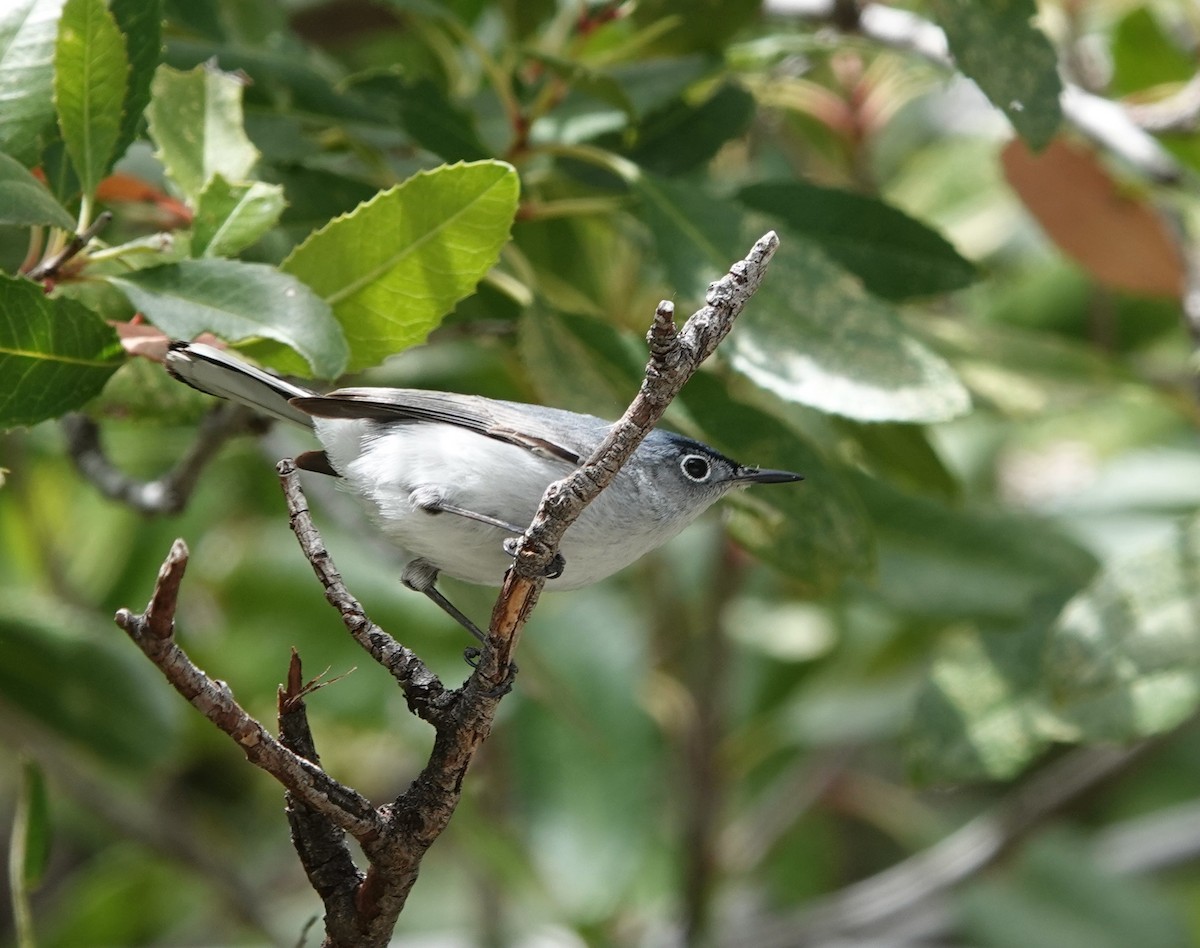 Blue-gray Gnatcatcher - ML579751901