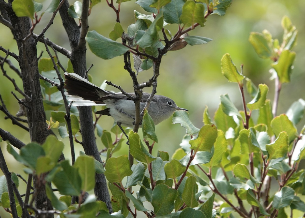 Blue-gray Gnatcatcher - ML579751911