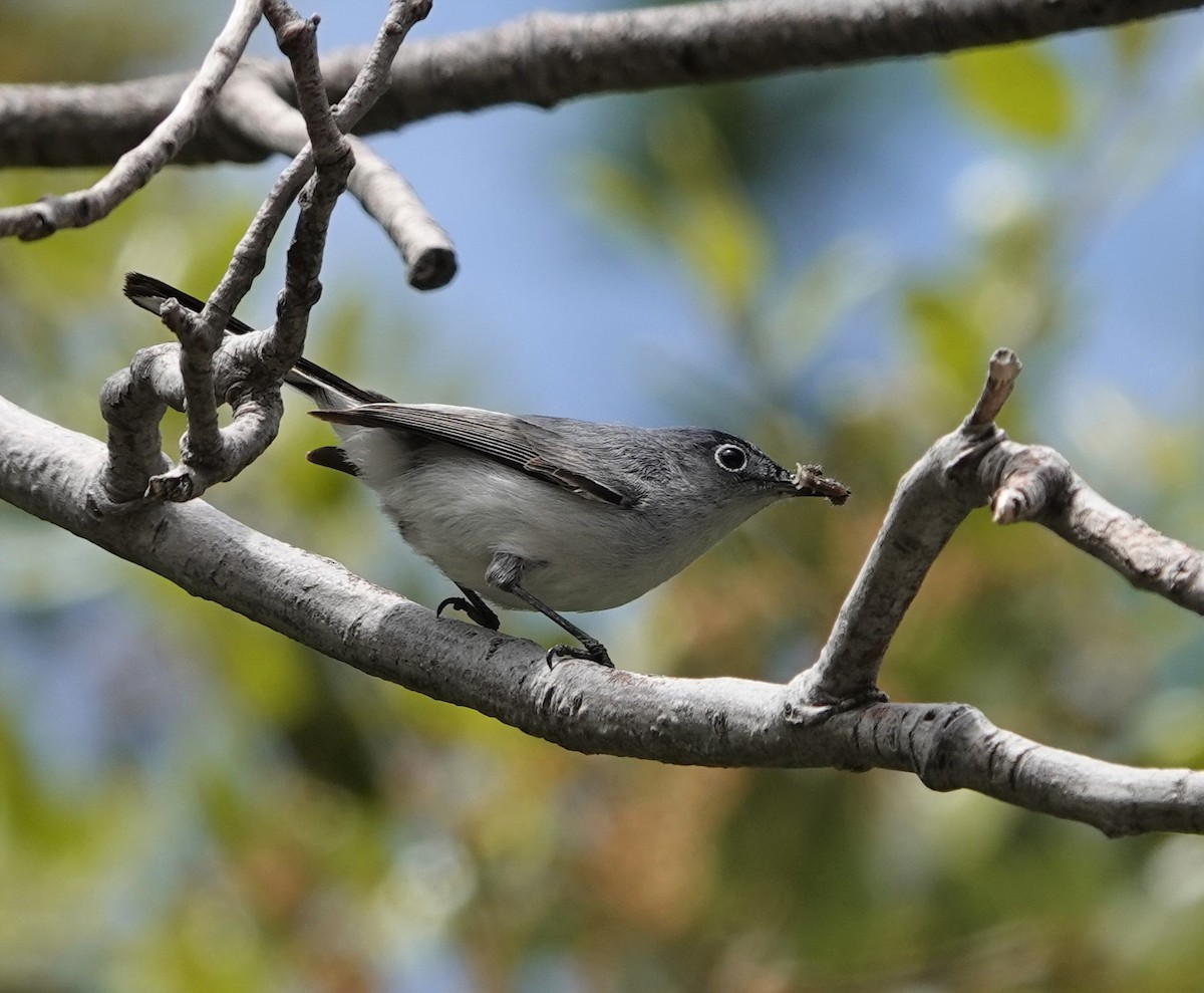 ברחשית כחלחלה - ML579751921