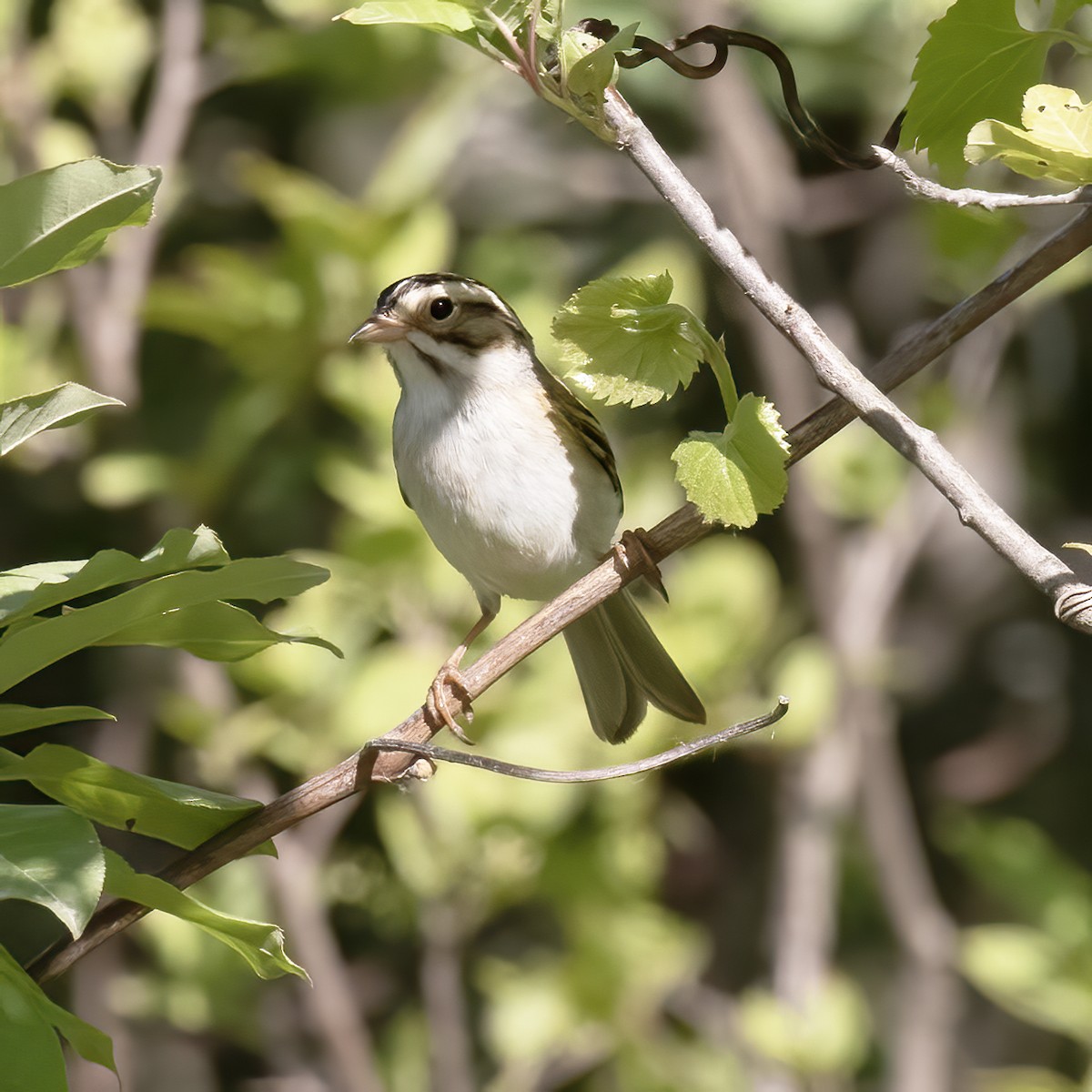 Clay-colored Sparrow - ML579751991