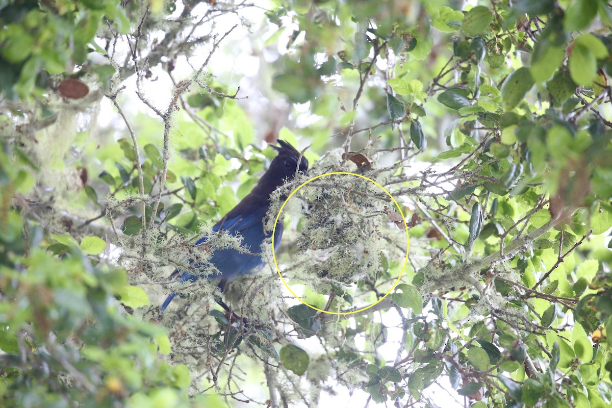 Steller's Jay (Coastal) - ML579755421